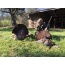 Montana Decoy Turkey Wiley - Tom