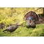 Flextone Thunder Creeper - Strutter Decoy W- Folding Fan